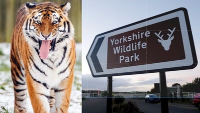 A man died after entering a tiger enclosure at Yorkshire Wildlife Park, prompting closure and a police investigation. (Danny Lawson/PA via AP(L), Annabel Lee-Ellis/PA via AP(R)) A man died after entering a tiger enclosure at Yorkshire Wildlife Park, prompting closure and a police investigation. (Danny Lawson/PA via AP(L), Annabel Lee-Ellis/PA via AP(R))