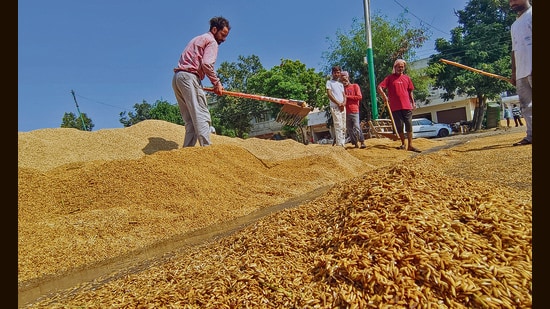 Even payments for procured crops were not being made to farmers on time. (HT PHOTO)