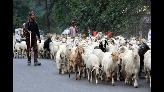 Following snowfall in the high mountain ranges of Manali, shepherds have begun moving towards lower-lying areas with their livestock. (Aqil Khan/HT)