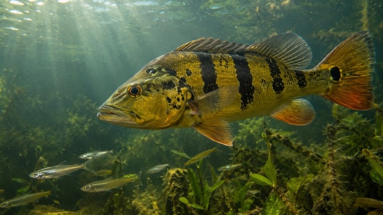 A non-native predator, the peacock bass, can change a lake’s fish community fast. In one Brazilian reservoir, sampled fish density fell by about 95% within three years.