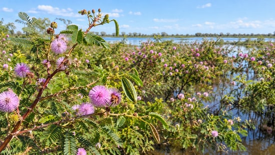 Giant mimosa has been in the Mekong basin since the 1970s and has spread over 30% of its floodplain areas.