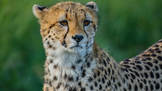 Kuno National Park now has 53 cheetahs, including 40 born in India, the official said. (Representative Image/Unsplash)
