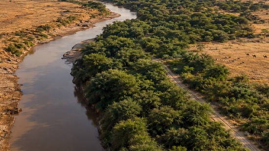 Planted for firewood and soil protection, Prosopis now covers about 12.3% of the Afar Region.