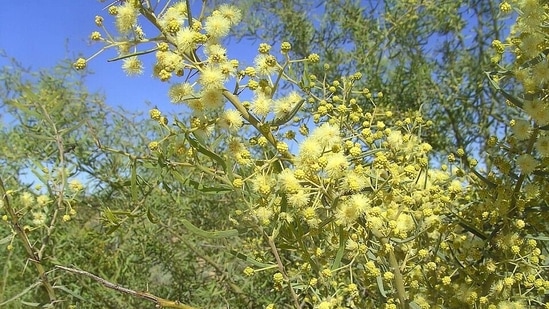 Prickly acacia, once planted for shade, now infests 6.6 million hectares of Australia.