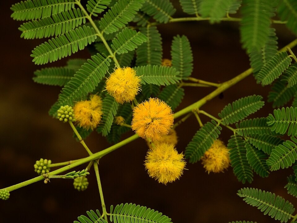 Prickly acacia, a thorny, umbrella-shaped tree that can grow up to 10 meters tall and form dense thickets. (Wikimedia Commons) Prickly acacia, a thorny, umbrella-shaped tree that can grow up to 10 meters tall and form dense thickets. (Wikimedia Commons)