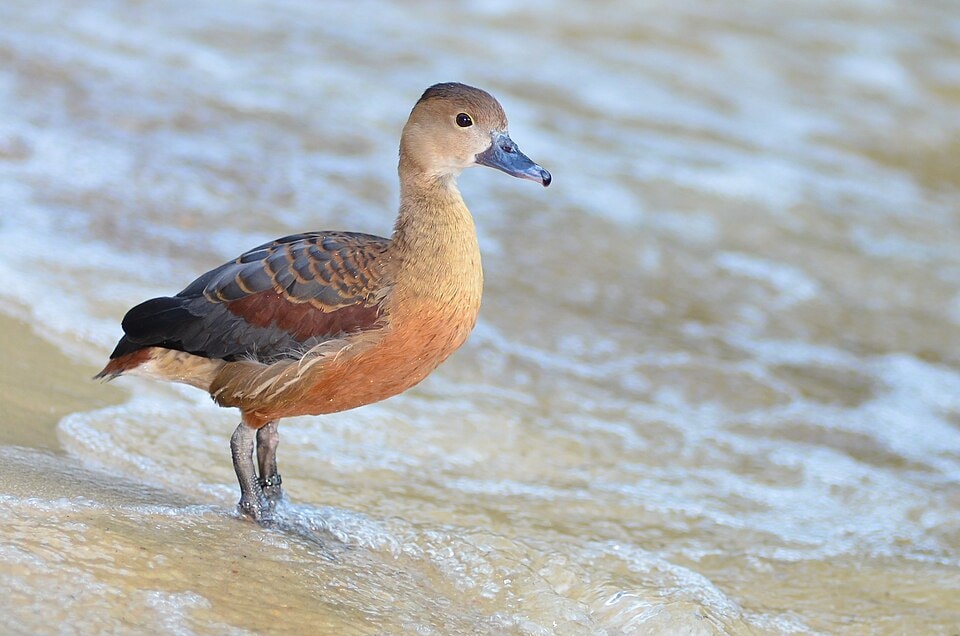 A Lesser whistling-duck in a wetland. Ducks declined the most among resident waterbirds at Bung Boraphet. (Wikimedia Commons)