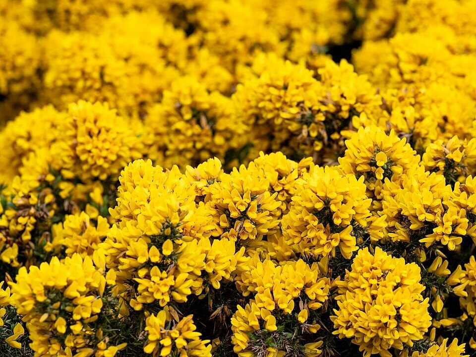 After the sheep industry faded, gorse spread across more than 35,000 acres on Maui and the island of Hawaii. (Wikimedia Commons) After the sheep industry faded, gorse spread across more than 35,000 acres on Maui and the island of Hawaii. (Wikimedia Commons)