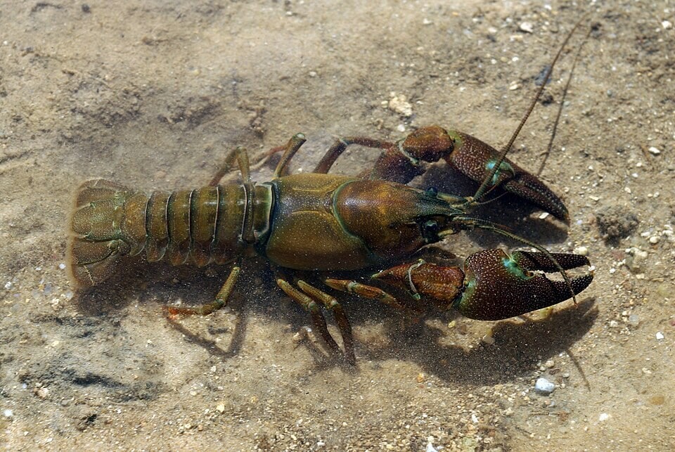 The signal crayfish is a chronic carrier of crayfish plague, which kills noble crayfish quickly once infected. (Wikimedia Commons) The signal crayfish is a chronic carrier of crayfish plague, which kills noble crayfish quickly once infected. (Wikimedia Commons)