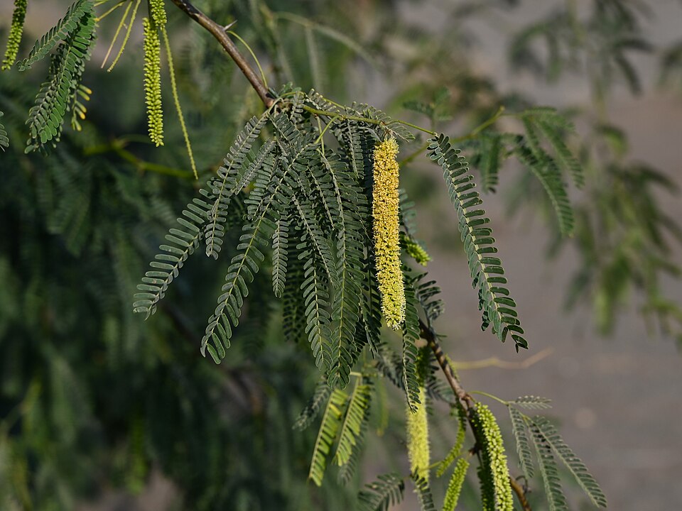 Prosopis juliflora, a tree native to South and Central America, was planted in Ethiopia in the 1970s and 1980s. (Wikimedia Commons) Prosopis juliflora, a tree native to South and Central America, was planted in Ethiopia in the 1970s and 1980s. (Wikimedia Commons)