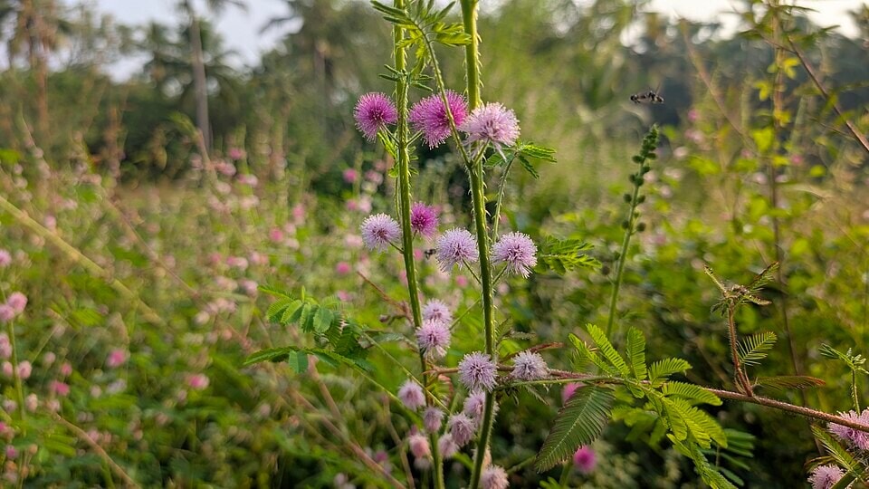 Mimosa's round, fluffy flower heads are pink to mauve and hold up to 100 small flowers each. (Wikimedia Commons) Mimosa's round, fluffy flower heads are pink to mauve and hold up to 100 small flowers each. (Wikimedia Commons)
