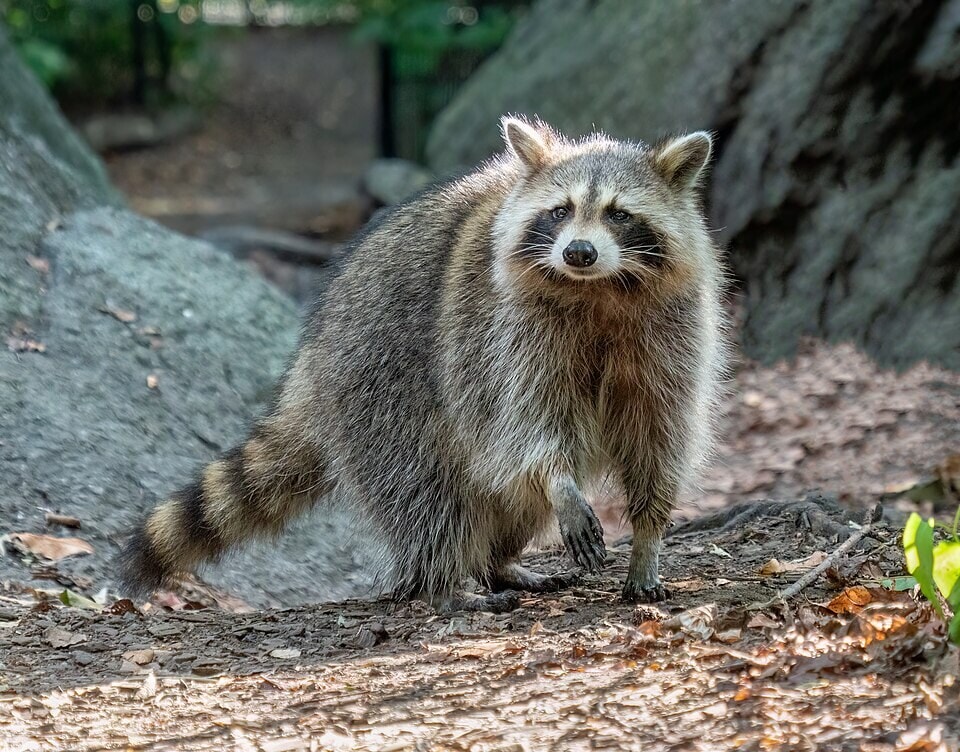 Raccoon crop losses in Japan reached about ¥450 million in fiscal 2022. (Wikimedia Commons) Raccoon crop losses in Japan reached about ¥450 million in fiscal 2022. (Wikimedia Commons)