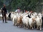 Following snowfall in the high mountain ranges of Manali, shepherds have begun moving towards lower-lying areas with their livestock. (Aqil Khan/HT)