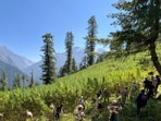 An NCB spokesperson said that at least 592 acres of illicit cannabis cultivation have been destroyed in Kullu over the last two months.(Sourced)