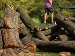 Golfers tee off near log sections cut and tree stumps at the East Potomac Golf Links in Washington. 