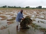Under the PMFBY, insured farmers are required to report crop losses within 72 hours of the incident through designated official channels. (For Representation)