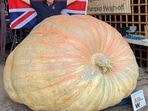 Bagheera, Ian Paton's record-breaking pumpkin.