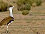 The Great Indian Bustard as seen in an Oran in Rajasthan