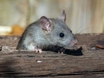A Chicago billionaire has been accused of feeding rats and pigeons near his home 