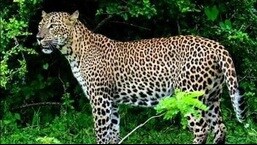 Leopard kills seven-year-old girl in Lakhimpur Kheri village Leopard kills seven-year-old girl in Lakhimpur Kheri village