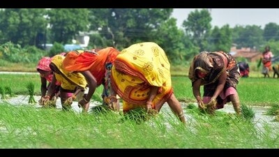 A group of women farmers working in a field at a village in the Soraon area of Prayagraj (HT FILE PHOTO) A group of women farmers working in a field at a village in the Soraon area of Prayagraj (HT FILE PHOTO)