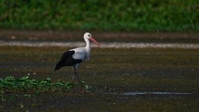 Lesser rainfall in parts of Maharashtra and shortage of water in smaller wetlands around Ujani reservoir may have contributed to the early arrival of migratory birds at Ujani backwaters. (HT)