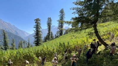 An NCB spokesperson said that at least 592 acres of illicit cannabis cultivation have been destroyed in Kullu over the last two months. (Sourced)