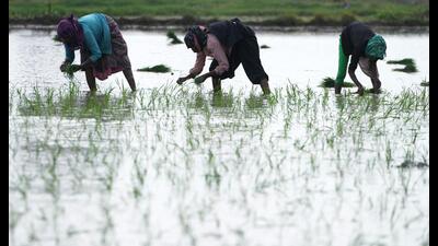 The effects of El Niño could creep into coming seasons through crops, water, heat, food prices, forests, and seas. (AP) The effects of El Niño could creep into coming seasons through crops, water, heat, food prices, forests, and seas. (AP)