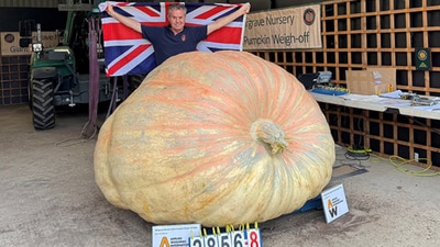 Bagheera, Ian Paton's record-breaking pumpkin. (Guinness World Records) Bagheera, Ian Paton's record-breaking pumpkin. (Guinness World Records)