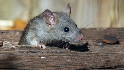 A Chicago billionaire has been accused of feeding rats and pigeons near his home (Representational image) A Chicago billionaire has been accused of feeding rats and pigeons near his home (Representational image)