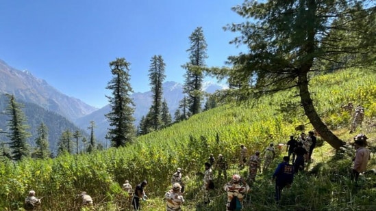 An NCB spokesperson said that at least 592 acres of illicit cannabis cultivation have been destroyed in Kullu over the last two months.
