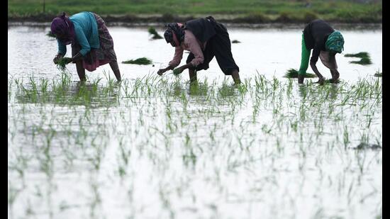 The effects of El Niño could creep into coming seasons through crops, water, heat, food prices, forests, and seas. (AP)