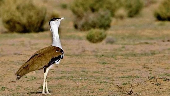 The Great Indian Bustard as seen in an Oran in Rajasthan