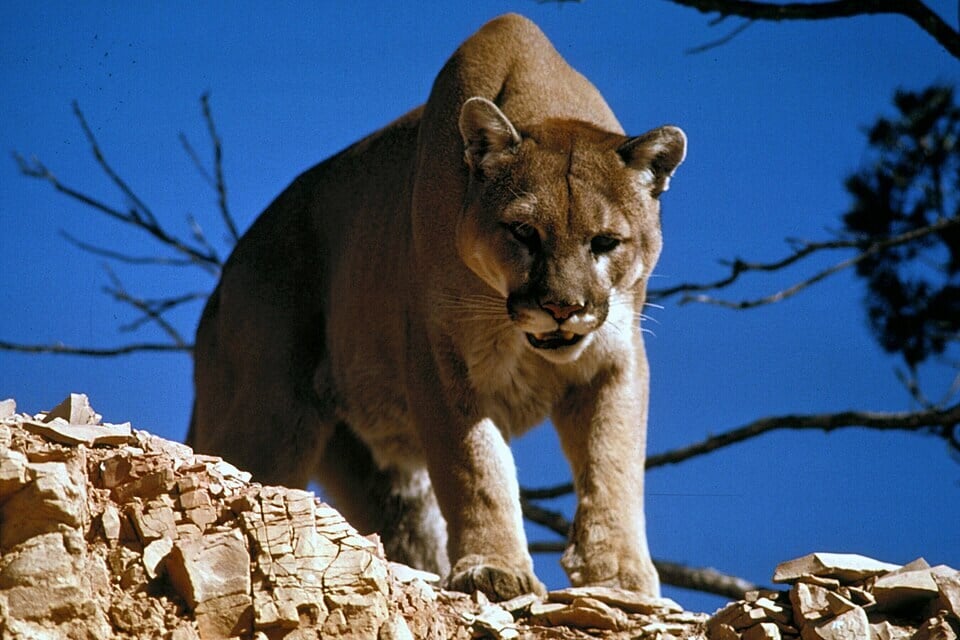 Boxed in by roads and development, the mountain lions of the Santa Monica Mountains have few places to go. (Wikimedia Commons) Boxed in by roads and development, the mountain lions of the Santa Monica Mountains have few places to go. (Wikimedia Commons)