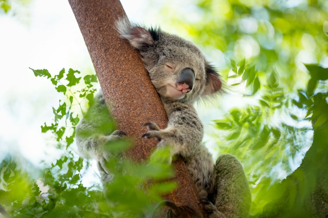 Koalas make up 9% of admissions at the Australia Zoo Wildlife Hospital, according to the hospital's figures for 2004 to 2024. (Representational/Unsplash)