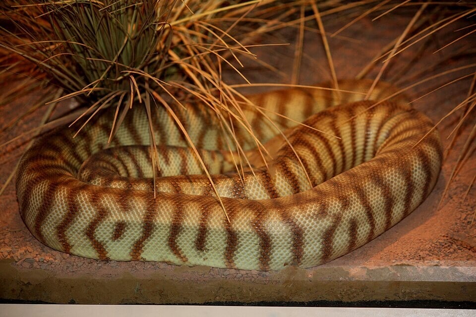 The woma python is one of the animals Mourachan helps protect. (Wikimedia Commons) The woma python is one of the animals Mourachan helps protect. (Wikimedia Commons)