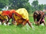 A group of women farmers working in a field at a village in the Soraon area of Prayagraj (HT FILE PHOTO)