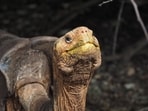 Conservation efforts restored Española’s giant tortoise population to more than 2,300 animals. Research shows released tortoises survived and reproduced, yet dense woody growth and limited prickly pear cactus could prevent them from expanding into more of their island habitat.