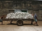 Ex-mill rates in Uttar Pradesh rose to  <span class='webrupee'>₹</span>5,200 per quintal on October 12 from  <span class='webrupee'>₹</span>4,600 on October 6. (REUTERS)