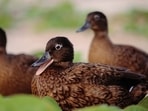 A record 1,239 adult Laysan ducks were counted at Midway Atoll in 2026, about 400 more than any previous annual total. The increase marks a major recovery at the refuge, but the endangered species remains vulnerable to habitat loss, rising seas, flooding and environmental disasters.