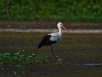 Lesser rainfall in parts of Maharashtra and shortage of water in smaller wetlands around Ujani reservoir may have contributed to the early arrival of migratory birds at Ujani backwaters. (HT)
