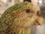 New Zealand’s critically endangered kākāpō population has grown to 325 birds, including 90 chicks from the 2026 breeding season. Predator-free island refuges, nest monitoring and managed breeding have driven the recovery, but low genetic diversity and ongoing habitat and predator-control needs remain challenges.