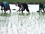 The effects of El Niño could creep into coming seasons through crops, water, heat, food prices, forests, and seas. (AP)