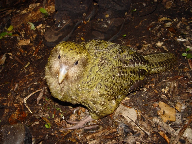 A record 90 kākāpō chicks reached the age threshold for inclusion in New Zealand’s official population count, bringing the total to 325 by September 2026. The gains follow decades of predator control and intensive breeding management, though the flightless parrot remains critically endangered. (Wikimedia Commons) A record 90 kākāpō chicks reached the age threshold for inclusion in New Zealand’s official population count, bringing the total to 325 by September 2026. The gains follow decades of predator control and intensive breeding management, though the flightless parrot remains critically endangered. (Wikimedia Commons)