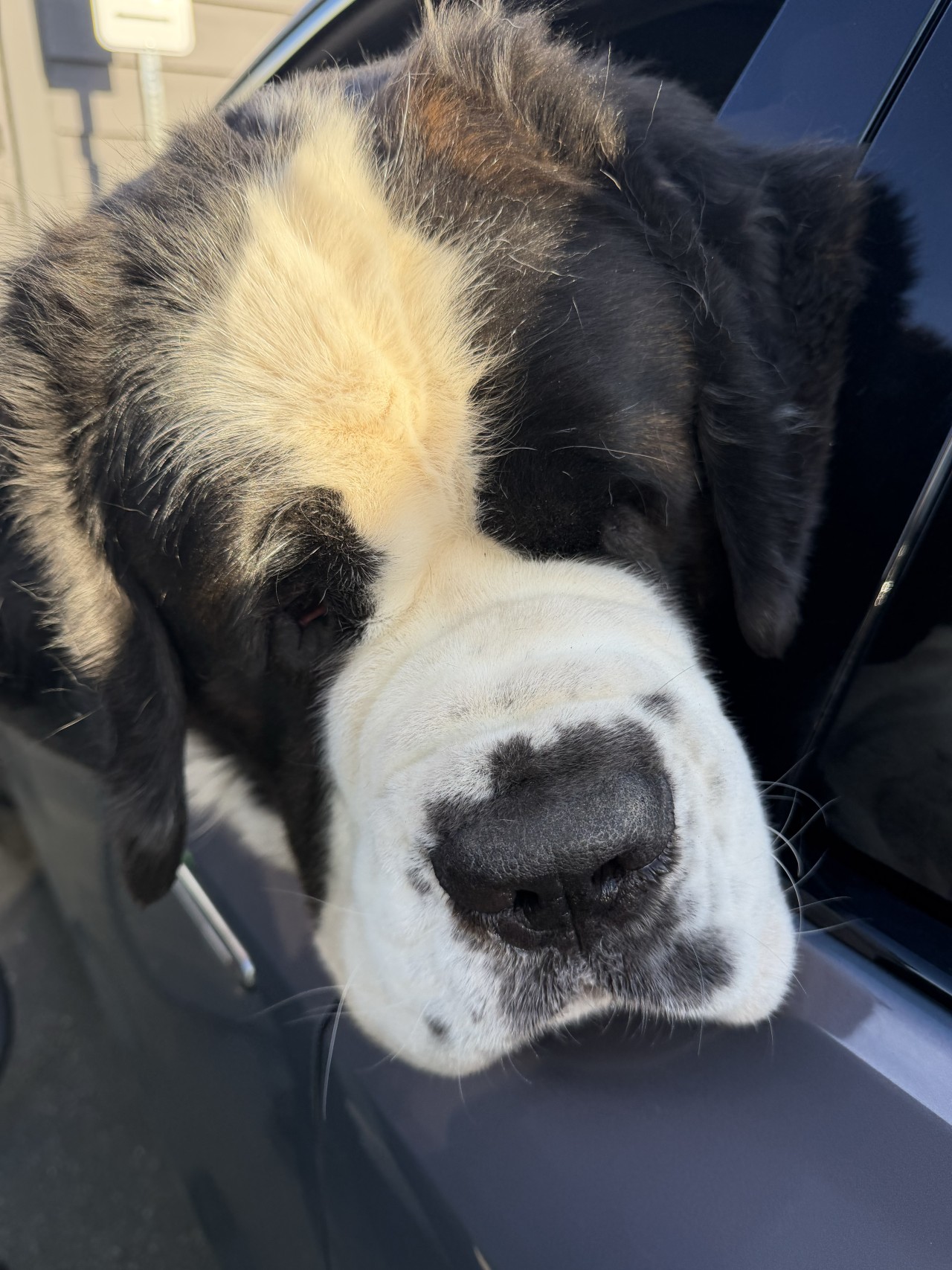 The perks of a long wait to charge: You meet your charging neighbor's St. Bernard. The perks of a long wait to charge: You meet your charging neighbor's St. Bernard.