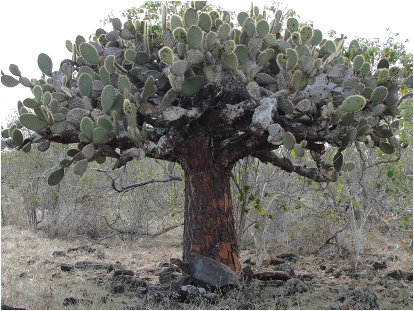 Adult male Galapagos giant tortoise (Chelonoidis hoodensis) resting beneath an adult arboreal prickly pear cactus (Opuntia megasperma) surrounding by woody plants (mostly muyuyo or Cordia lutea), Española Island, May 2010. ( J. P. Gibbs / Gibbs JP, Hunter EA, Shoemaker KT, Tapia WH, Cayot LJ (2014) Demographic Outcomes and Ecosystem Implications of Giant Tortoise Reintroduction to Española Island, Galapagos. PLoS ONE 9(10): e110742.) Adult male Galapagos giant tortoise (Chelonoidis hoodensis) resting beneath an adult arboreal prickly pear cactus (Opuntia megasperma) surrounding by woody plants (mostly muyuyo or Cordia lutea), Española Island, May 2010. ( J. P. Gibbs / Gibbs JP, Hunter EA, Shoemaker KT, Tapia WH, Cayot LJ (2014) Demographic Outcomes and Ecosystem Implications of Giant Tortoise Reintroduction to Española Island, Galapagos. PLoS ONE 9(10): e110742.)