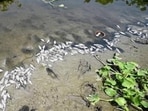Ranjan Mukhia, a boatman in Burari, said that the water has a strong stench and the fish deaths are not restricted to this stretch alone