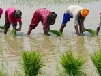 The council also plans to distribute 4,400 plastic crates free of cost to farmers to help preserve the quality of fruits and vegetables during harvesting and transportation. (Pic for representation)