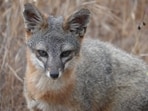 After island fox populations plunged by more than 90% on parts of California’s Channel Islands, a coordinated recovery effort addressed predation, disease and habitat pressures. 