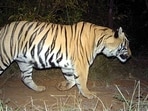 While-the-Tadoba-Andhari-tiger-project-also-has-one-the-Maharashtra-government-will-now-be-creating-detailed-project-reports-for-the-other-tiger-reserves-in-the-state-as-well-Photo-credit-Wildlife-Conservation-Trust-USAID-Maharashtra-Forest-Department-Camera-traps-Panthera-Inc