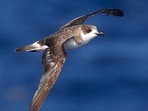 Once believed lost forever, the cahow now has 165 established breeding pairs.